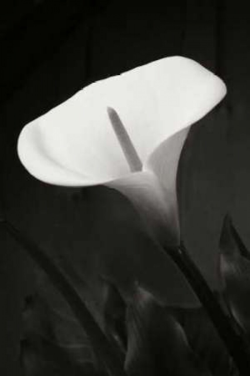 Calla Lily Perfection I Poster Print by Vitaly Geyman - Item # VARPDXPSVIT515
